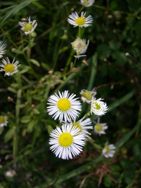 Erigeron annuus: chi l''ha vista?